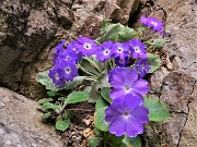 Primula albenensis (Primula del Monte Alben) – 12magg22-FOTOGALLERY